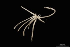 File:Perissometra carinata - CRI-000010 hab 2.tif (Category:Echinodermata in the Natural History Museum of Denmark)