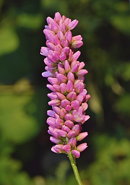 Flower of Persicaria maculosa by The Cosmonaut