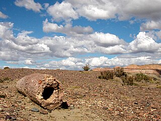Tronc creux pétrifié, Crétacé-Paléogène de Chubut (Argentine).