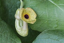 Pfeifenwinde (Aristolochia macrophylla) - Flickr - blumenbiene (6).jpg