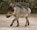 Phacochoerus.africanus-02-ZOO.Dvur.Kralove.jpg