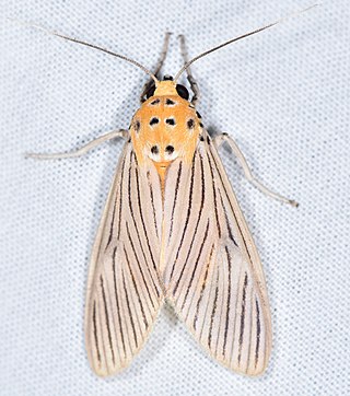 <i>Phaeomolis lineatus</i> Species of moth