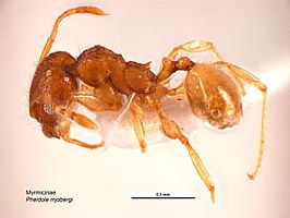 Pheidole mjobergi