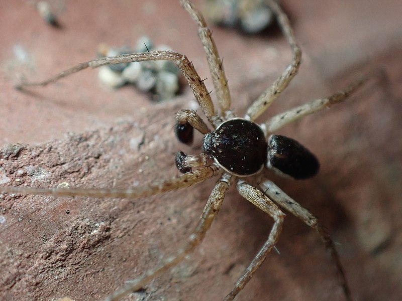 File:Philodromus dispar 157882599.jpg