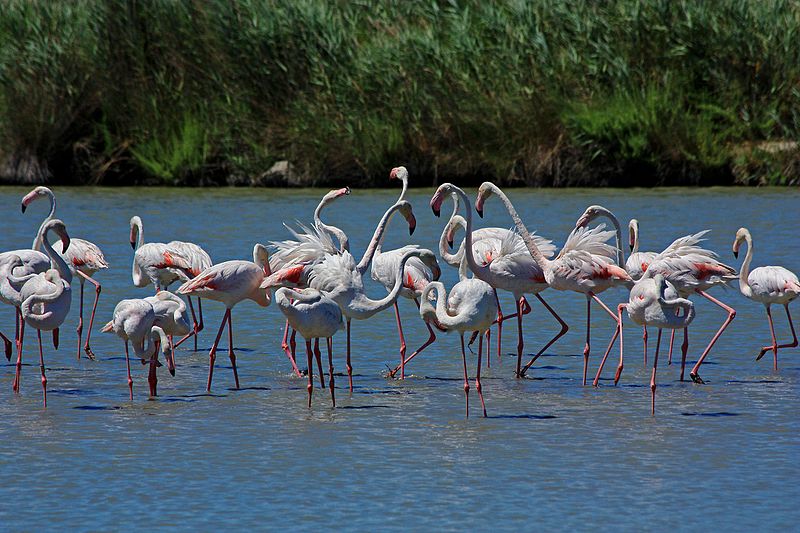 File:Phoenicopterus roseus Camargue 5.jpg