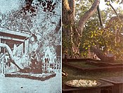 Jaya Sri Maha Bodhi, albero venerato in Sri Lanka