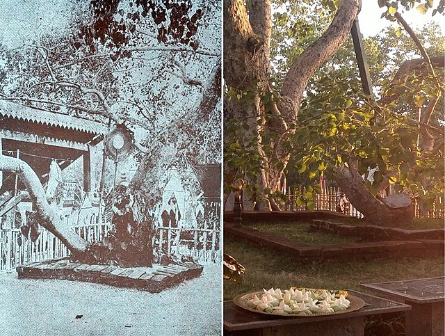 Revered Bodhi tree brought by Sangamitta and planted at Anuradhapura, Sri Lanka -Oldest surviving Bodhi Tree