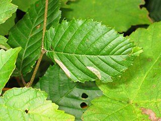 <i>Phyllonorycter tenerella</i> Species of moth