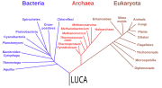 Thumbnail for File:Phylogenetic tree of life LUCA.svg