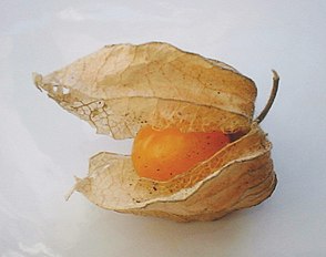 Physalis peruviana