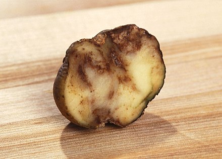 Potatoes infected with late blight are shrunken on the outside, and corky as well as rotted on the inside.