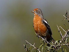 ♂ Phytotoma rutila