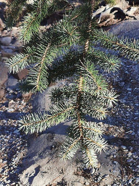 File:Picea chihuahuana, Guanaceví, Durango, Mexico 06.jpg