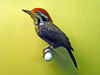 Olive-backed woodpecker Species of bird