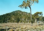 Miniatura para Pinus occidentalis