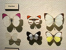 Pieridae, Muséum d'Histoire Naturelle d'Oslo, Norvège