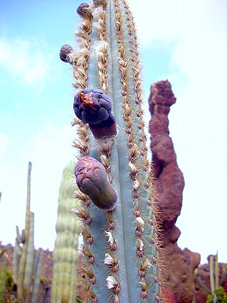 <i>Pilosocereus azulensis</i> Species of cactus