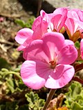 Pink Geranium Flower