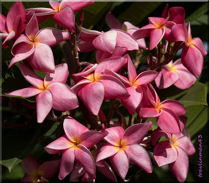 File:Pink Plumeria, Chiang Rai, Thailand.jpg