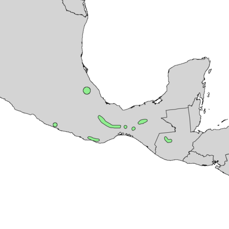Thông Chiapas