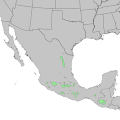 Carte de l'aire de répartition de Pinus montezumae 1.png