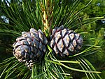Pinus sibirica cones PAN.JPG