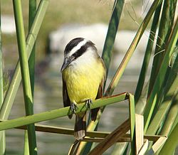 Naamioväijy (Pitangus sulphuratus)