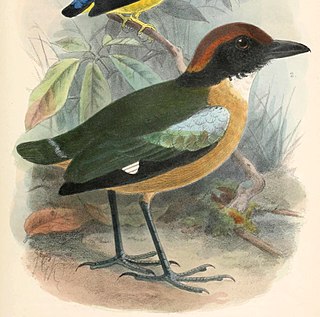 <span class="mw-page-title-main">Black-faced pitta</span> Species of bird