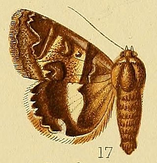 <i>Cerocala orientalis</i> Species of moth