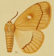 Pl.40-fig.14-Chrysopoloma albidiscalis Hampson, 1910.JPG