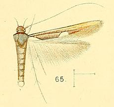 Pl.6-ara.65-Zaratha muricicoma Walsingham, 1891.jpg