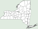 Plantago eriopoda NY-dist-map.png