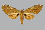 Miniatura para Platysphinx constrigilis