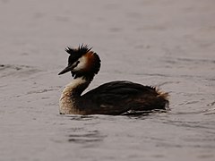 Podiceps cristatus (19363370788).jpg