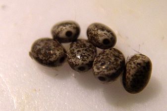 Poecilocampa populi eggs.jpg