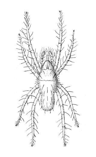 Fortune Salaire Mensuel de Rhagidiidae Combien gagne t il d argent ? 10 000,00 euros mensuels