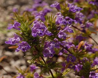 <i>Pogogyne nudiuscula</i> Species of flowering plant