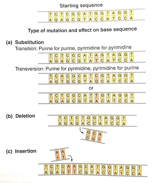 File:Point mutations and their effect on DNA.jpg