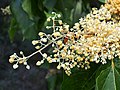 Variation in flower colour according to age, University of Wrocław Botanical Garden