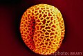 Microscopic view of pollen