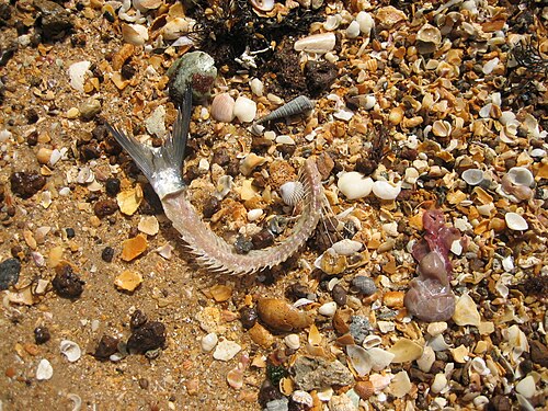 Polluted beach near Saly/Senegal