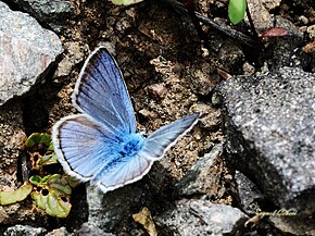 Описание изображения Polyommatus iphigenia - Chelmos Blue, Эрзурум 2012-07-02 01-2.jpg.