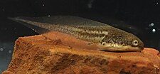 Tadpole of P. maculatus Polypedates maculatus tadpole Maharashtra Western Ghats Sahyadri IMG 0207.jpg