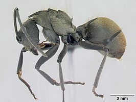 Polyrhachis militaris