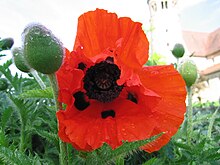 Poppy-closeup2.jpg