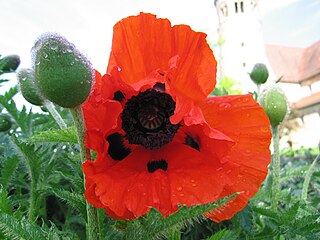 Poppy (given name) Name list