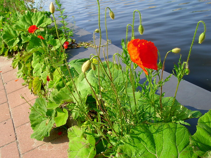 File:Poppy near water.JPG
