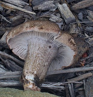 <i>Porpoloma umbrosum</i> species of fungus