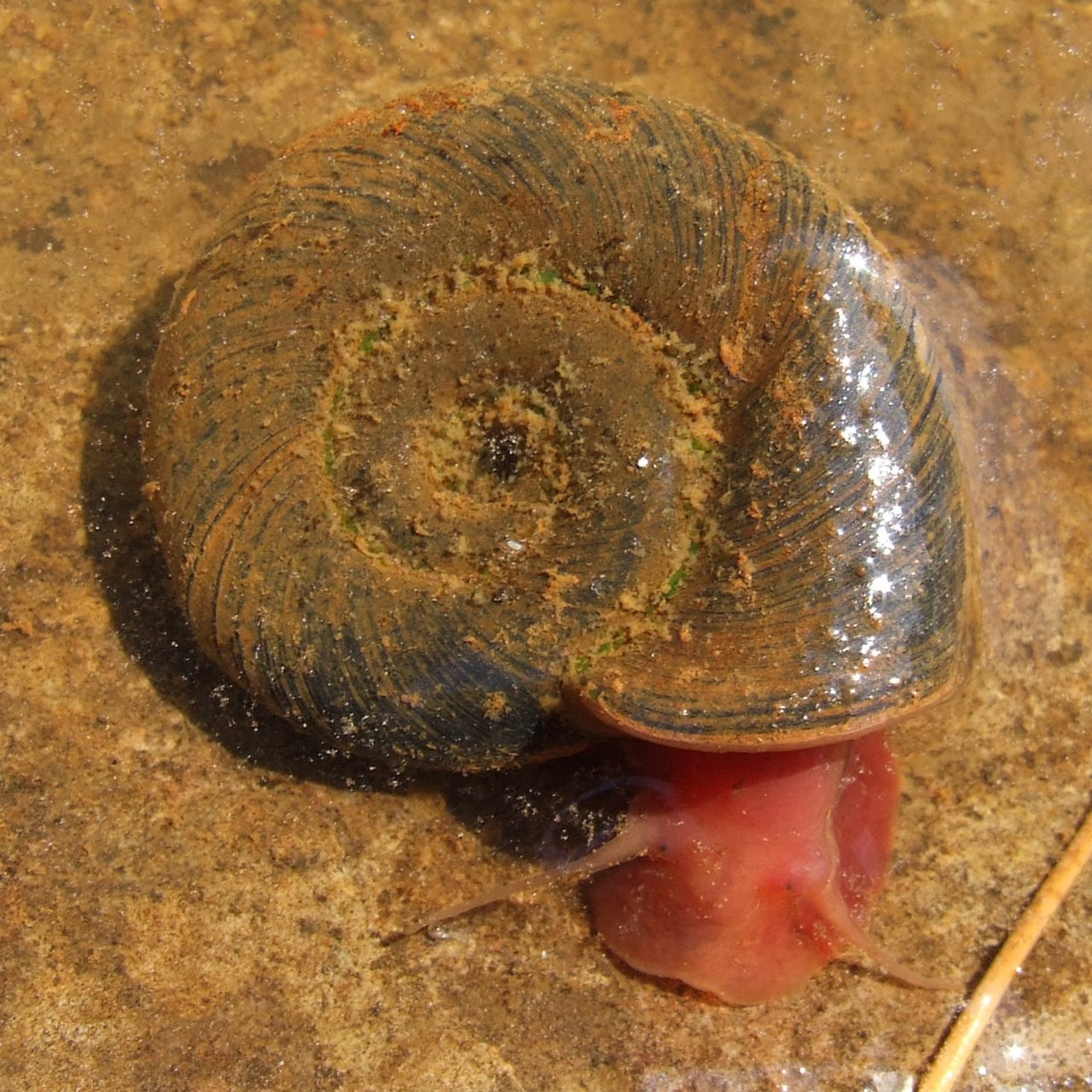 Сухопутный моллюск. Planorbarius corneus. Ramshorn Snail улитка катушка. Роговая катушка моллюск. Улитка катушка Роговая.