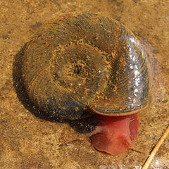 Family Planorbidae, Planorbarius corneus.